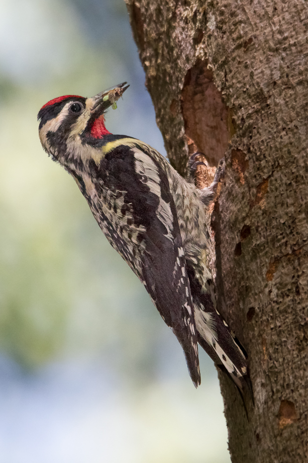 Gallery of my \"proper photos\"- NH warbler research