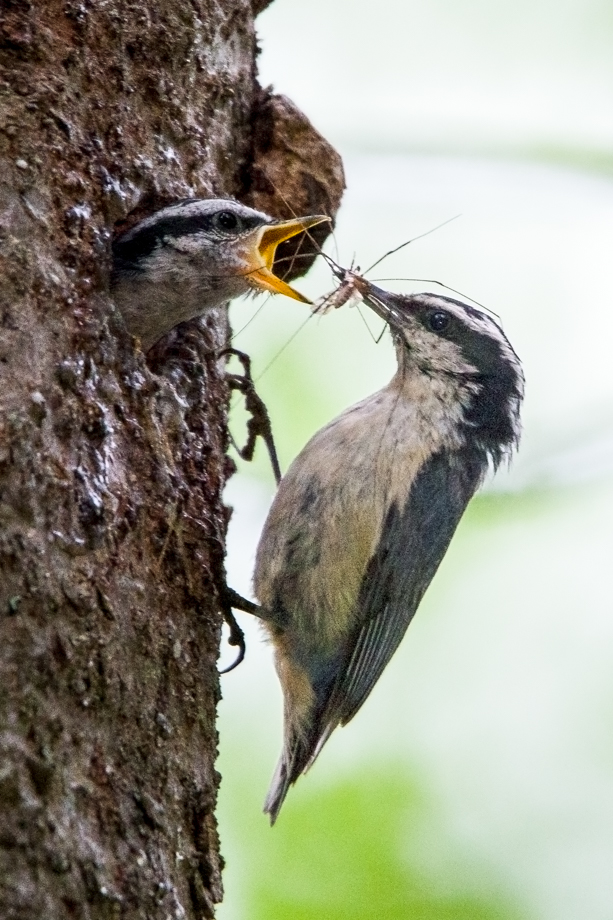 Gallery of my \"proper photos\"- NH warbler research
