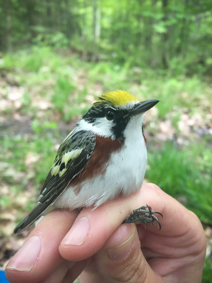 Gallery of \"Warblers in the Hand\"