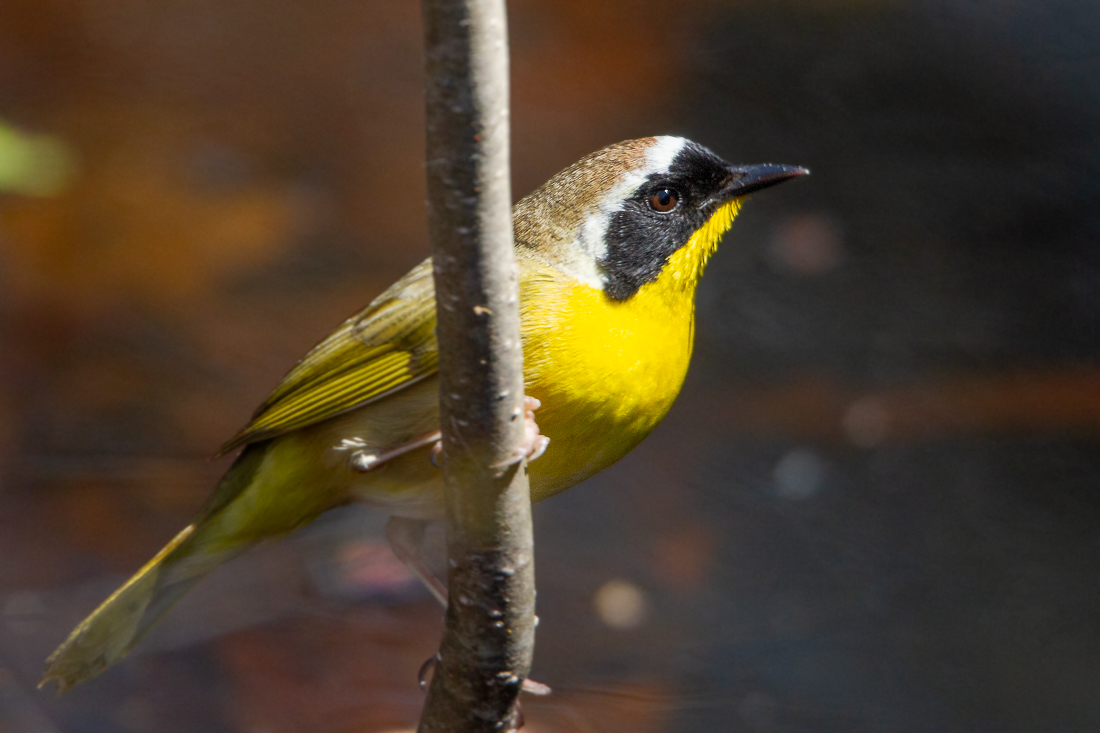 Birding at Plumb Island!