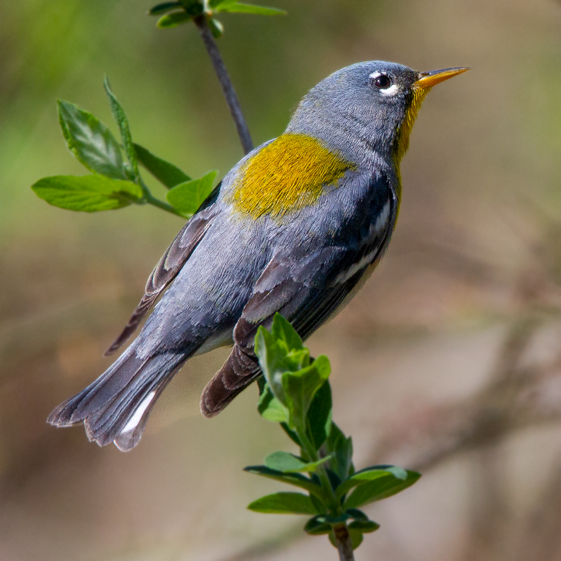 Birding at Plumb Island!