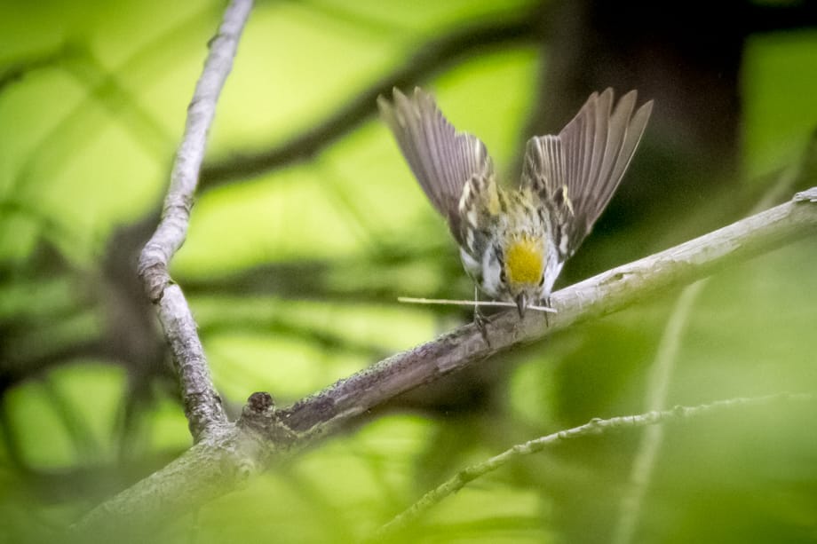 Gallery of my \"proper photos\"- NH warbler research