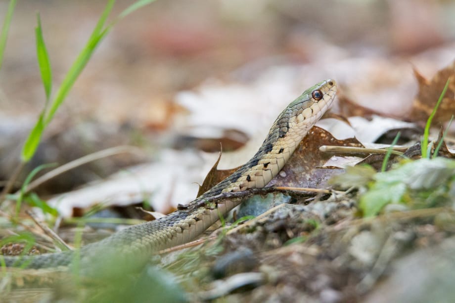 Gallery of my \"proper photos\"- NH warbler research