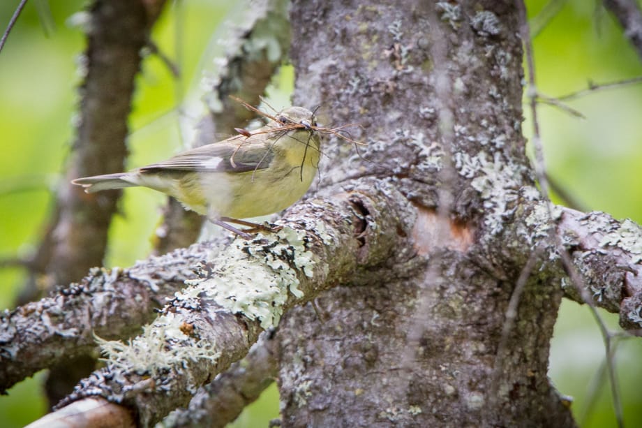 Gallery of my \"proper photos\"- NH warbler research